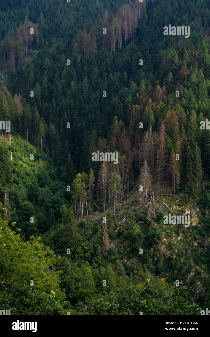 Bergwald im Trentino mit Schäden durch Borkenkäfer Stockfoto