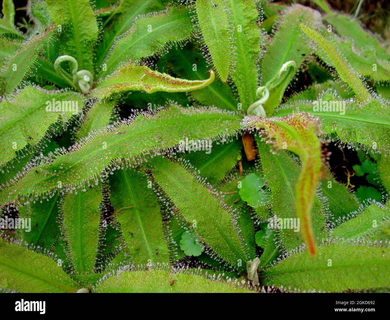 Fleischfressende Pflanze oder Insektenfresser (Drosera capensis) Stockfoto