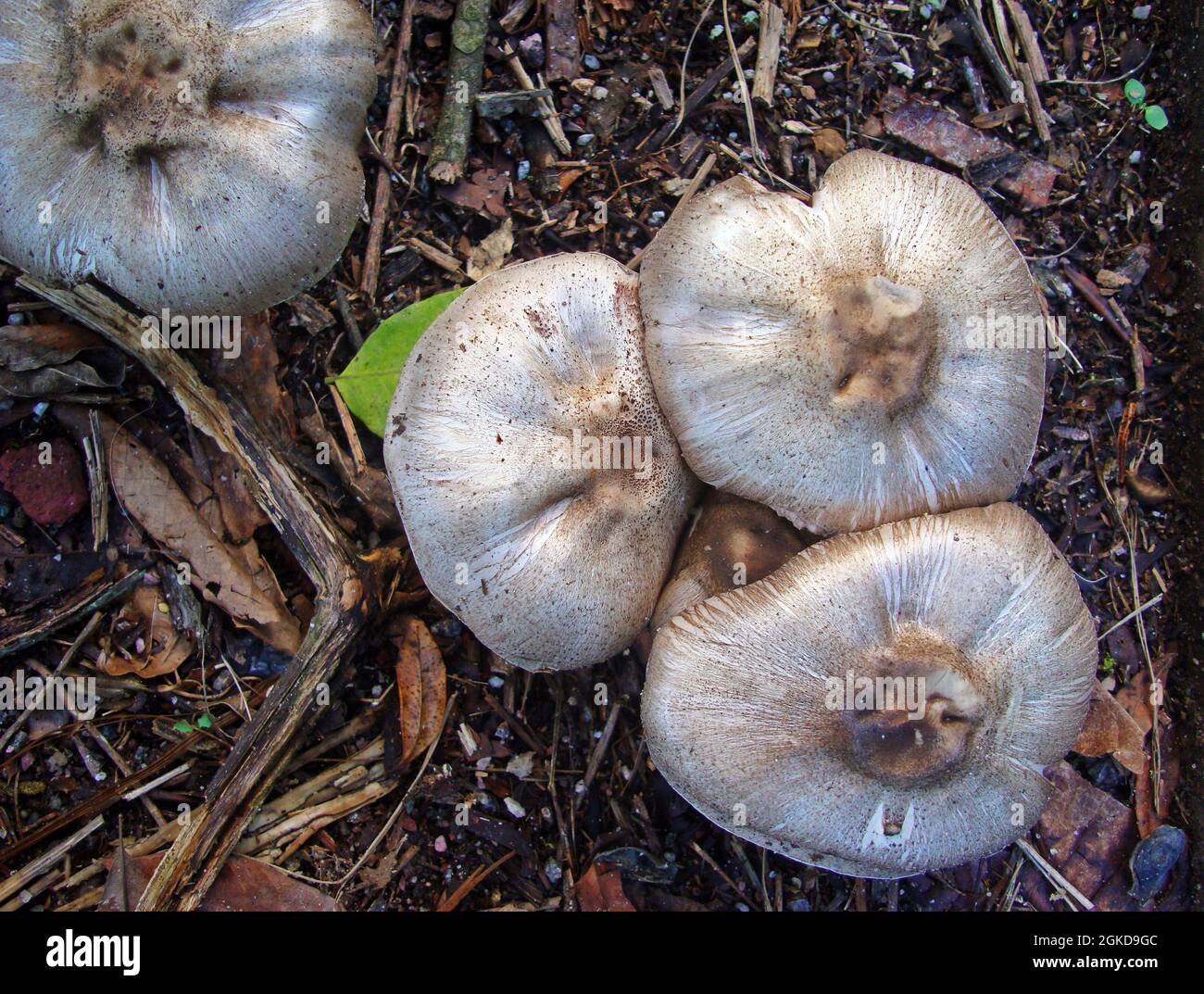 Pilze auf dem Boden im tropischen Regenwald Stockfoto