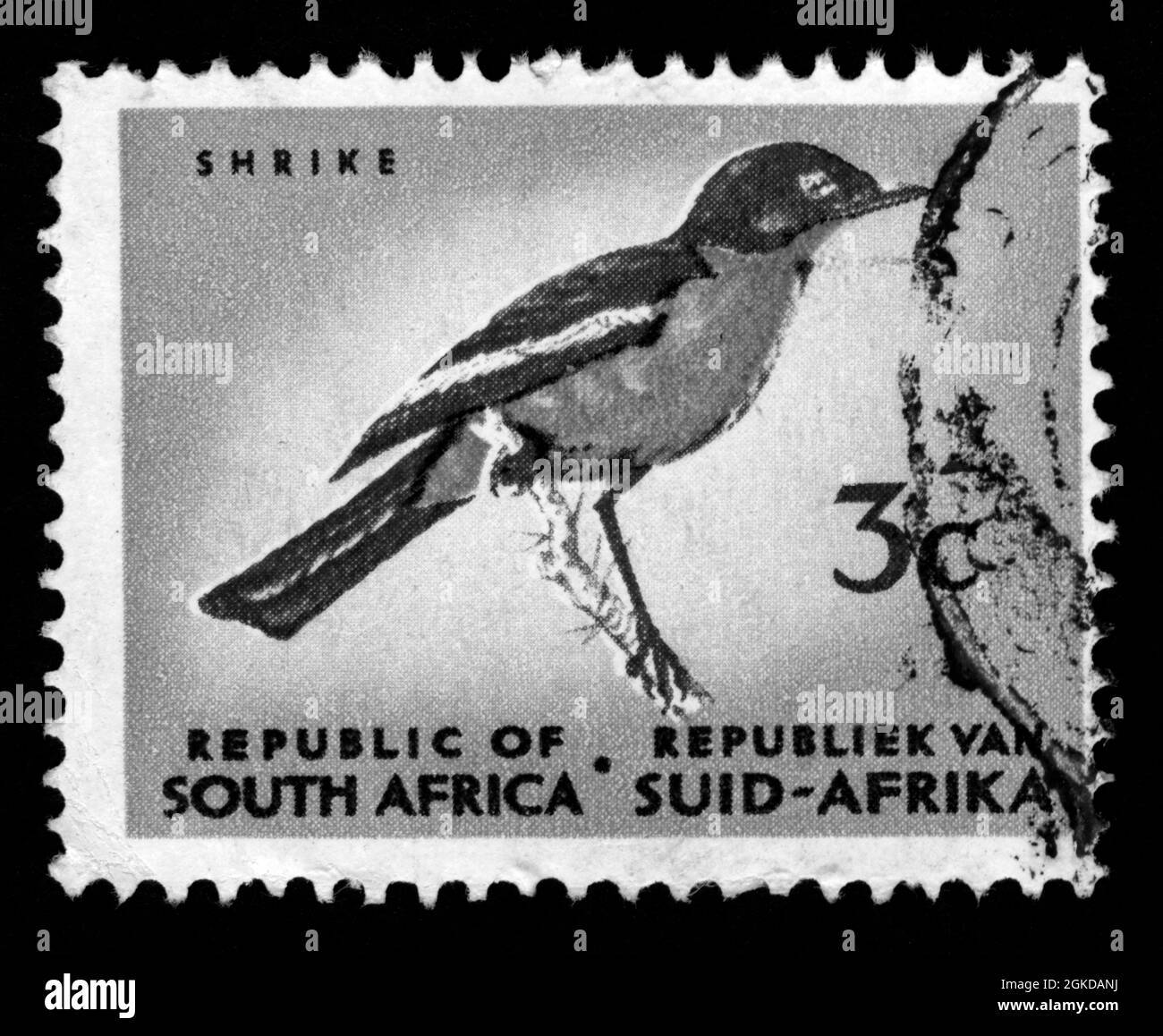Stempeldruck in Südafrika, Vögel, Würger Stockfoto