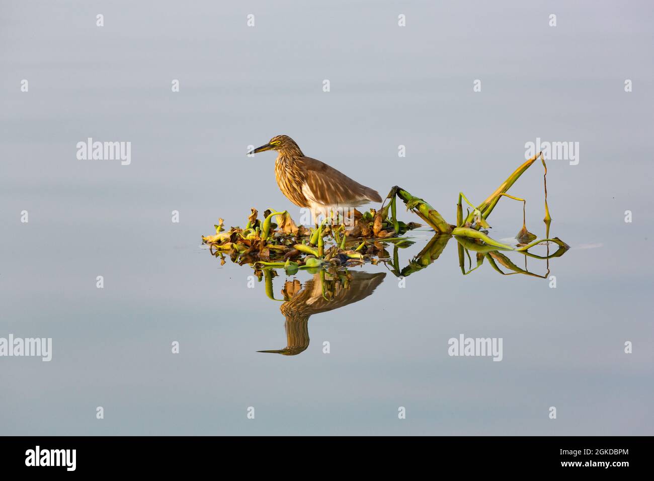 Ein Bacchus-Reiher sitzt auf einer schwimmenden Insel aus Wasserhyazinthen. Stockfoto