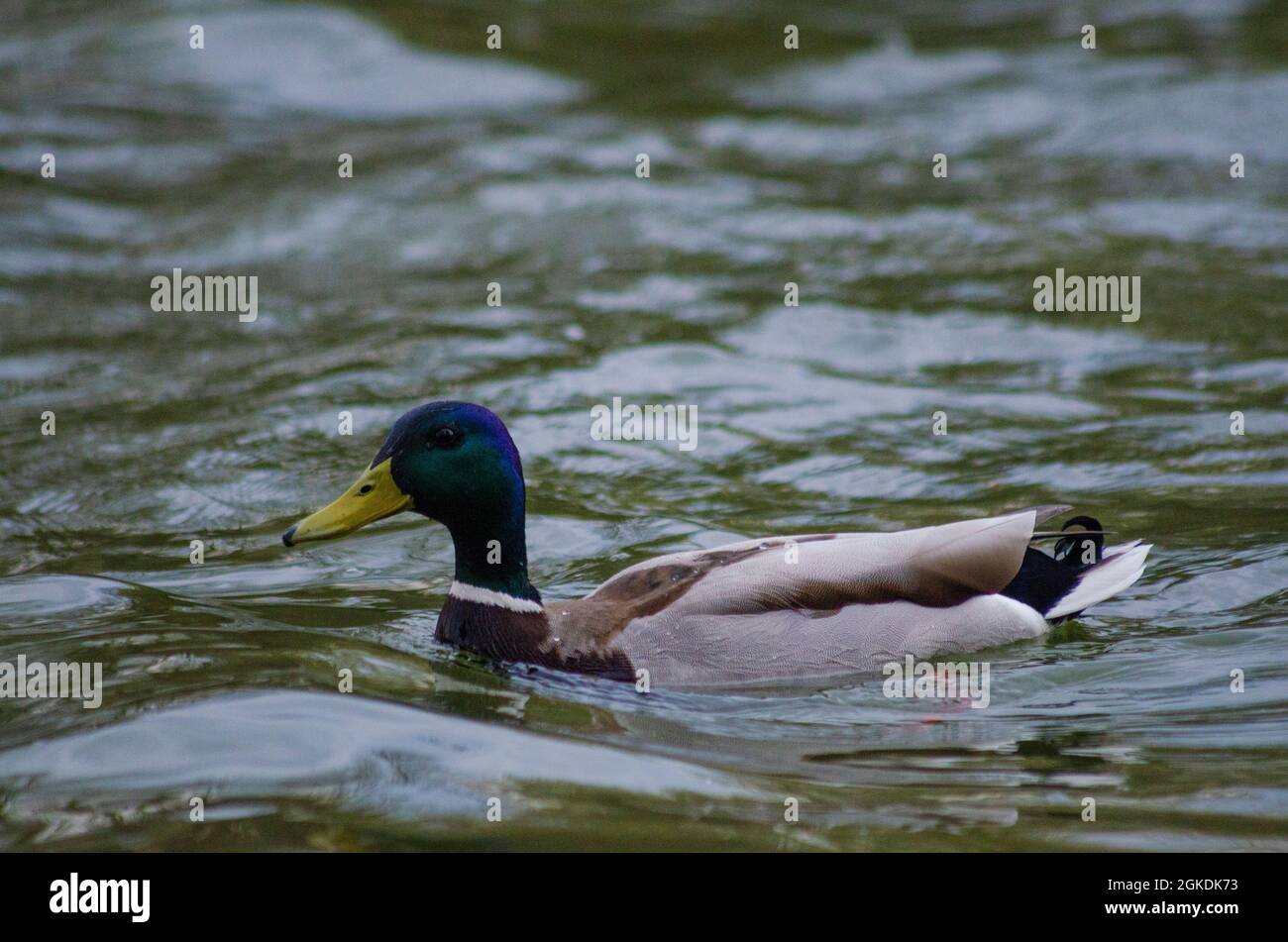 Eine männliche Mallard-Ente ( Anas platyrhynchos ) auf dem Wasser eines Sees in Bukarest, Rumänien - Foto: Geopix Stockfoto