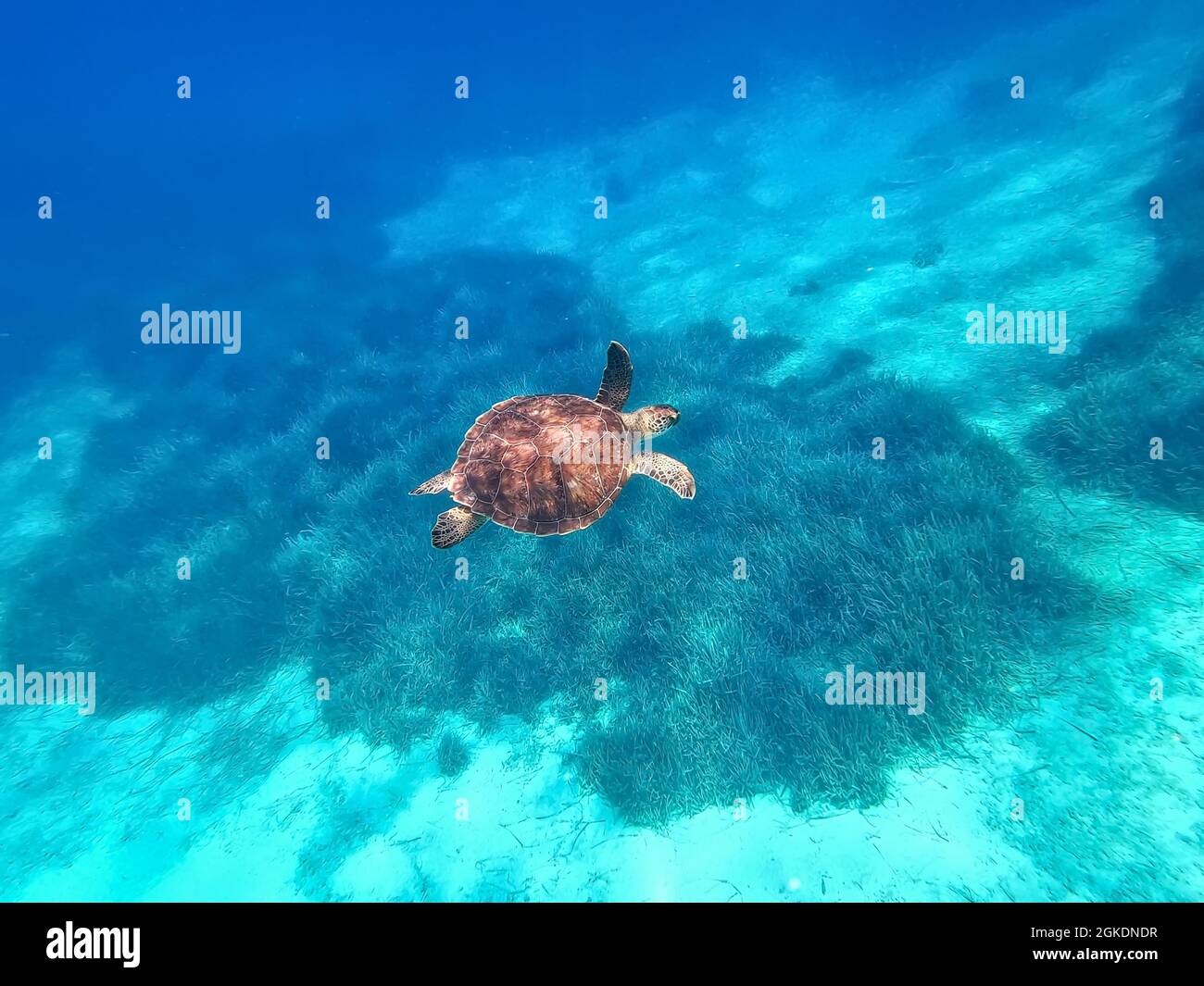 Meeresschildkröte, Zypern, Protaras, Mittelmeer, Europa Stockfoto