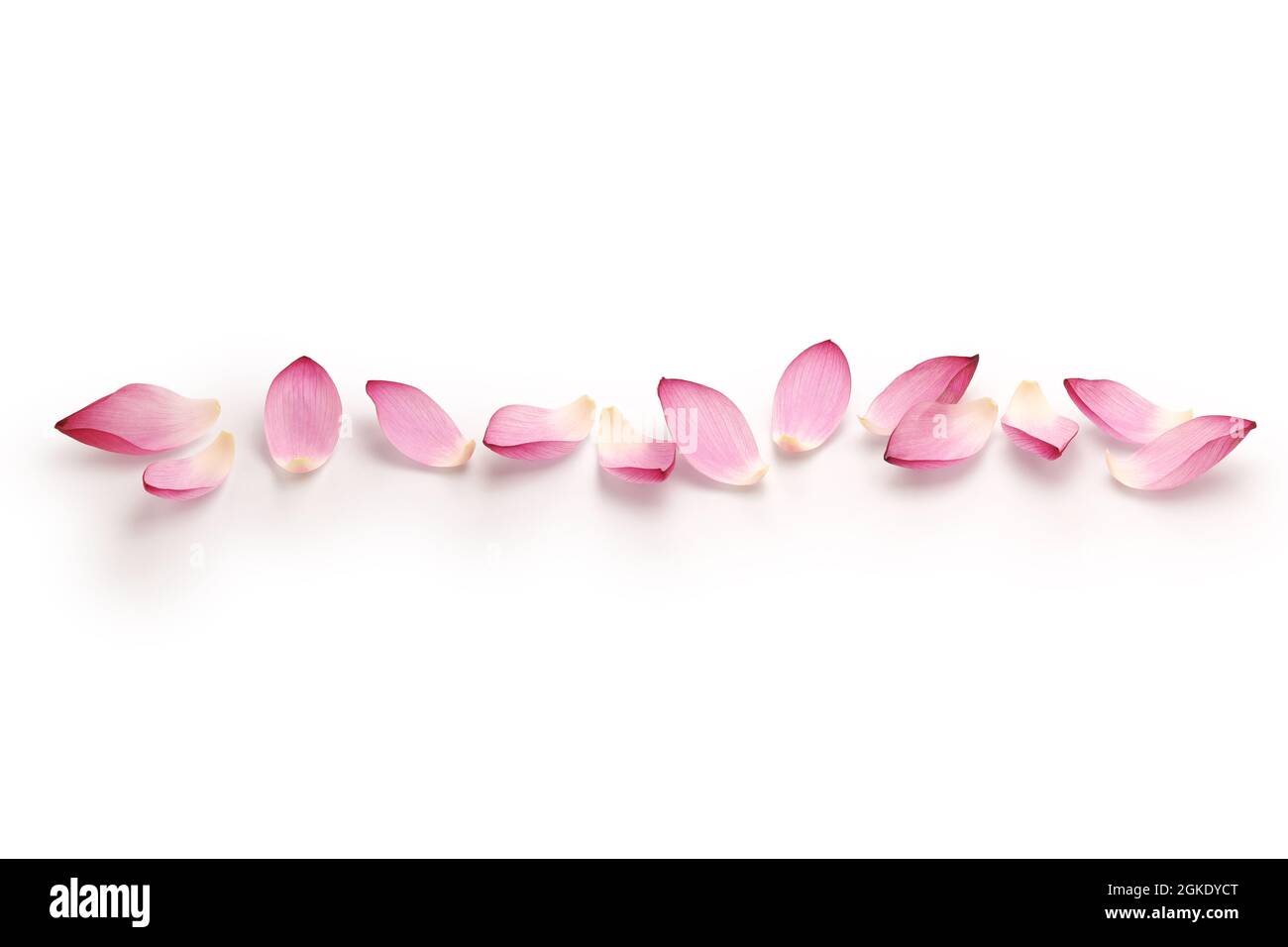 liniendesign mit lotusblüten Stockfoto