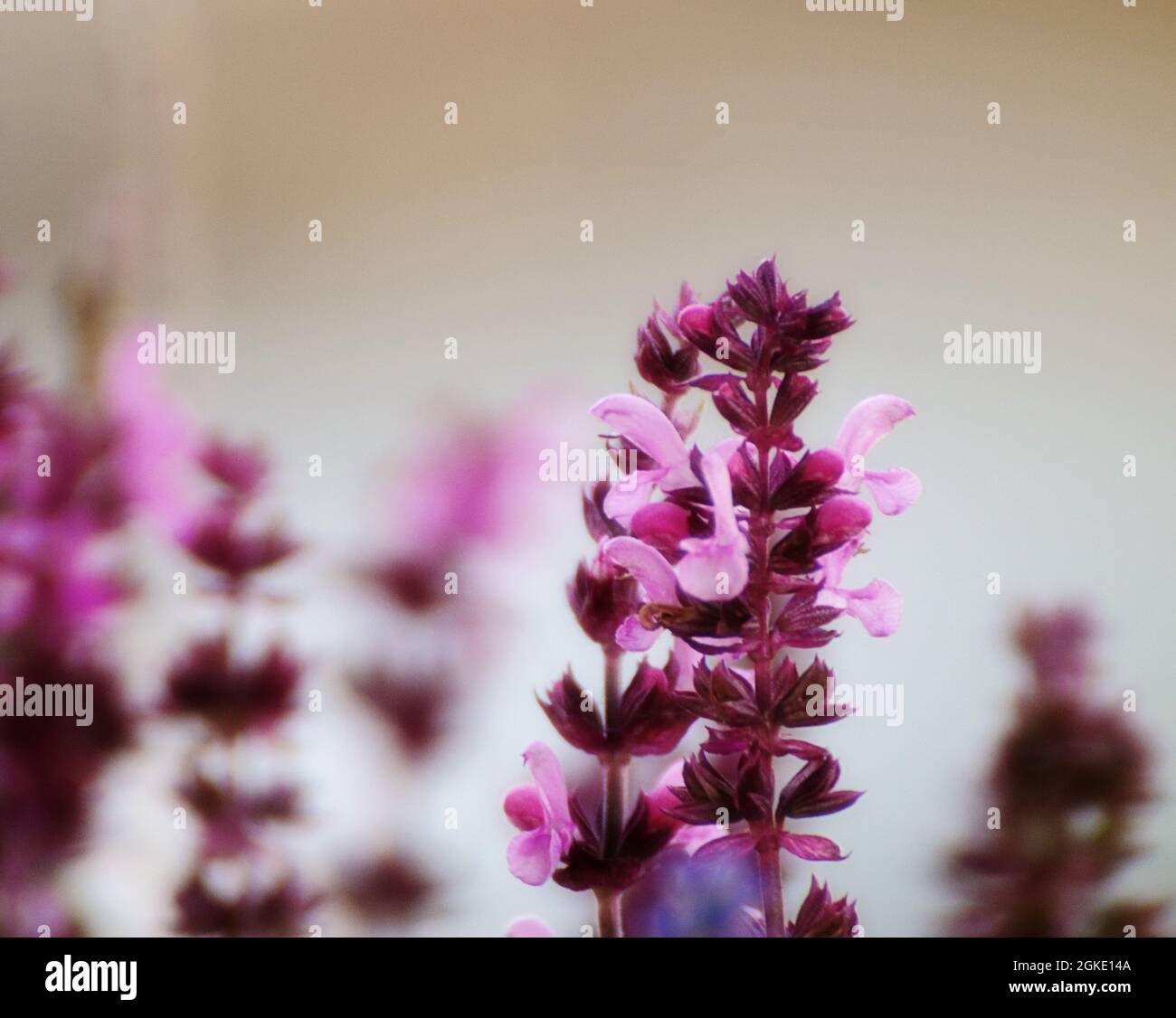 Natur Hintergrund Salvia nemorosa oder wilder Salbei, Nahaufnahme Weichfokus Stockfoto