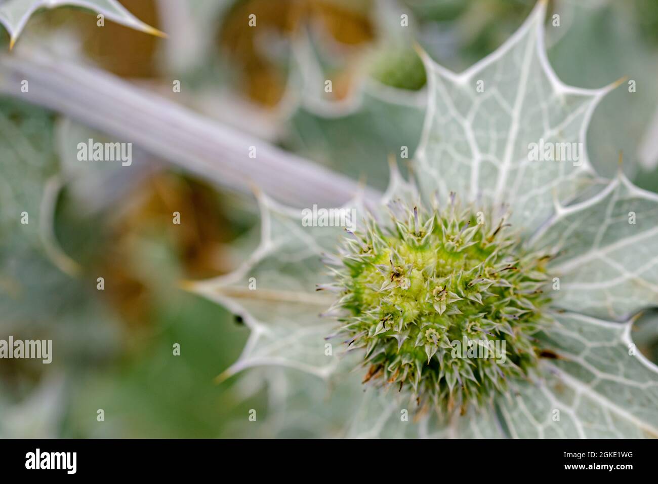 Eine einzelne grüne Kaktusblume entlang der Küste des Mittelmeers Hintergrund Tapete Stockfoto