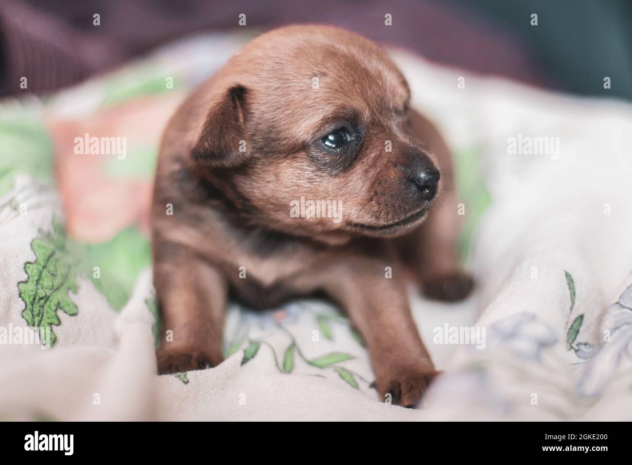 Ein Spielzeug-Terrier-Welpe liegt auf einem Tuch mit trauriger Optik. Kopf zur Seite gedreht. Selektiver geringer Fokus. Stockfoto