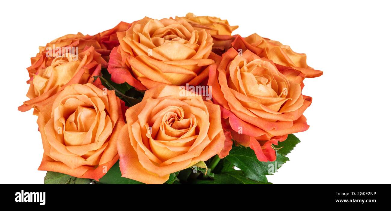 Schönes Bouquet von orangen Rosen auf Weiß isoliert. Stockfoto