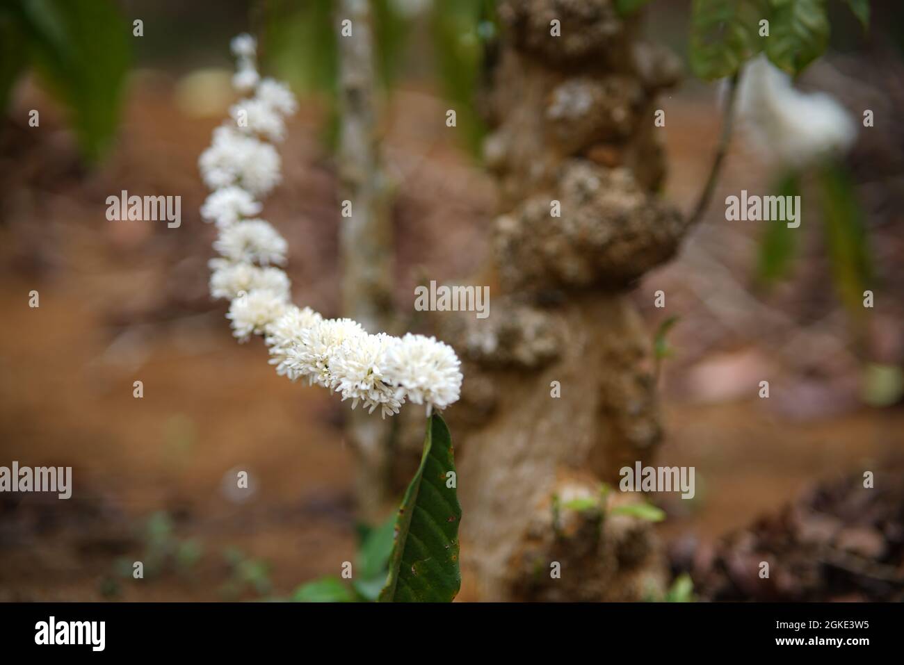 Schöne Blumen blühen in der Provinz Gia Lai in Zentralvietnam Stockfoto