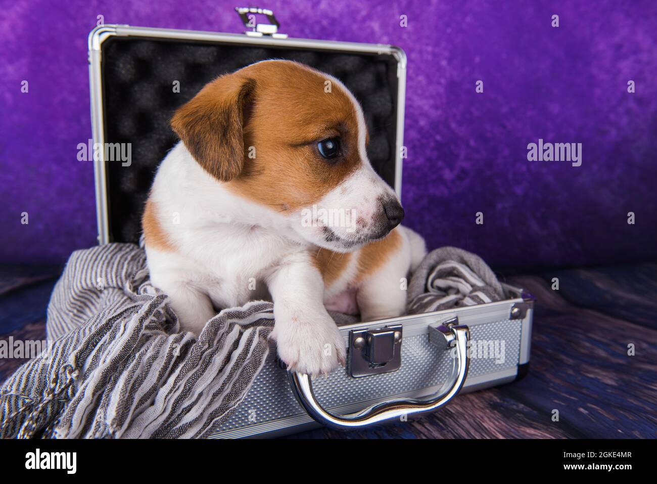 Der niedliche Jack Russell Terrier Welpenhund sitzt in einem Koffer zum Reisen. Stockfoto