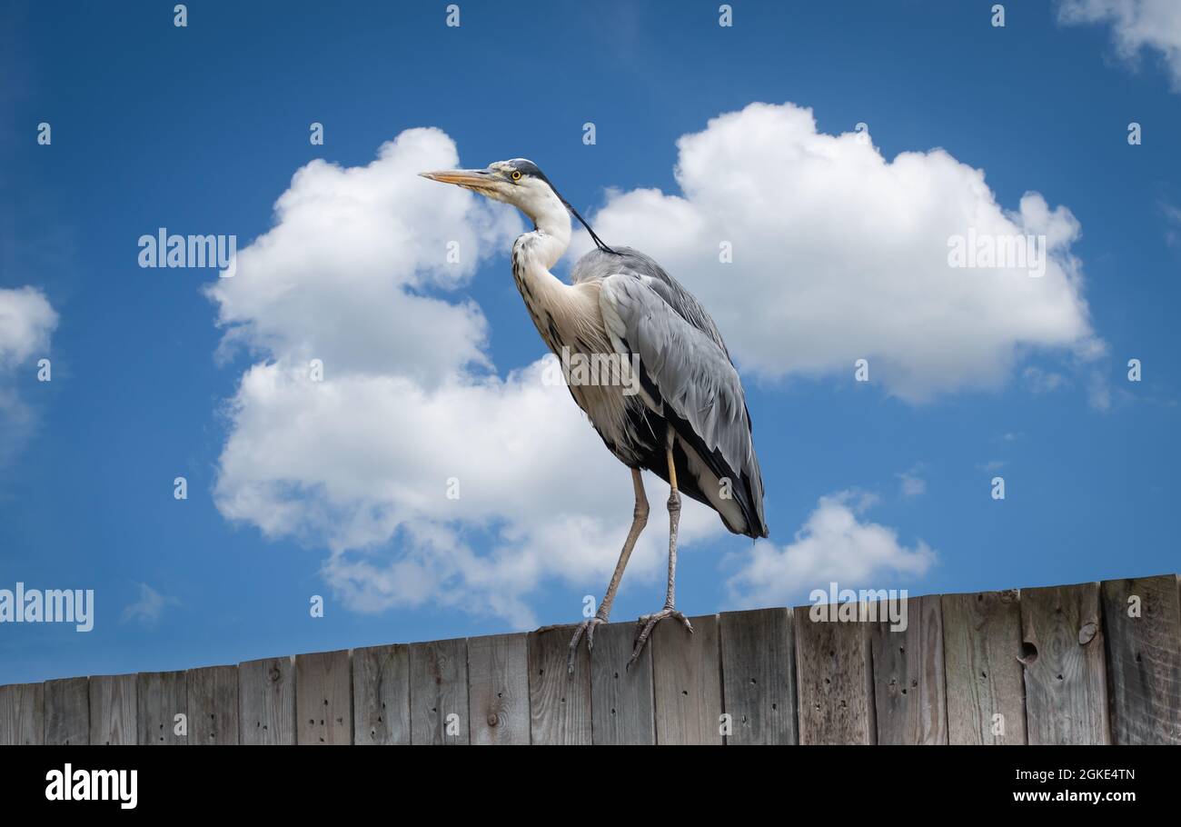 Großer blauer Reiher, der an der Wand gegen den blauen Himmel steht. Stockfoto