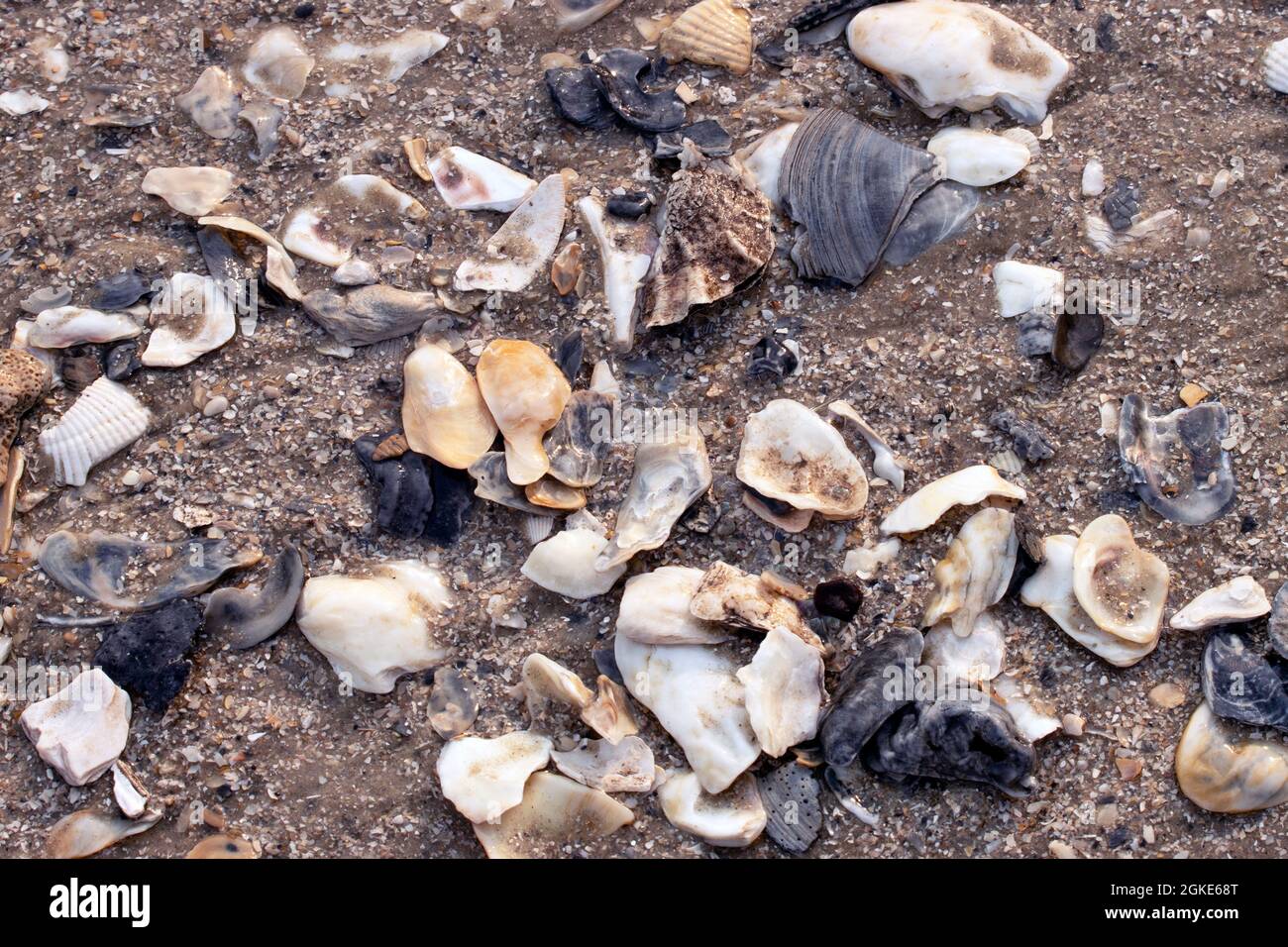 Nasse Muscheln auf schwarzem und braunem Sand an sonnigen Tagen Stockfoto