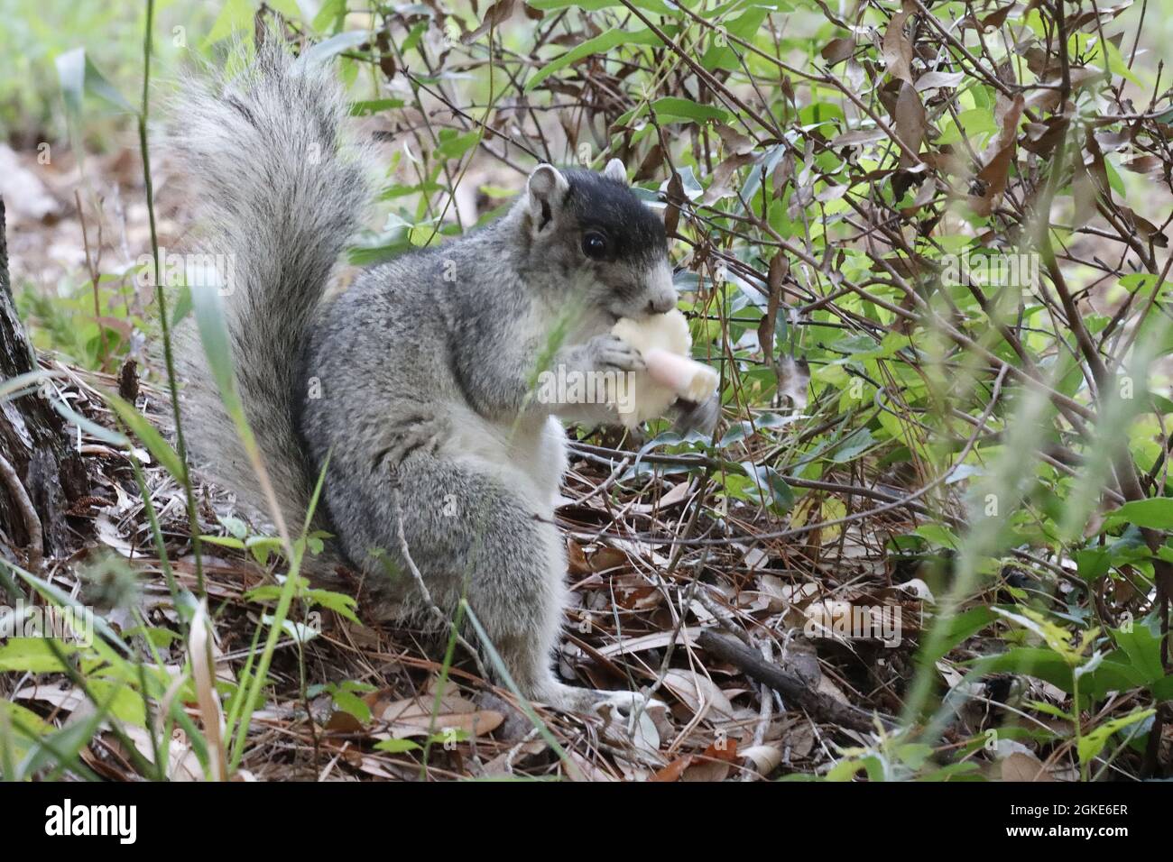 Südfuchs Eichhörnchen auf dem Boden, der Pilze isst Stockfoto