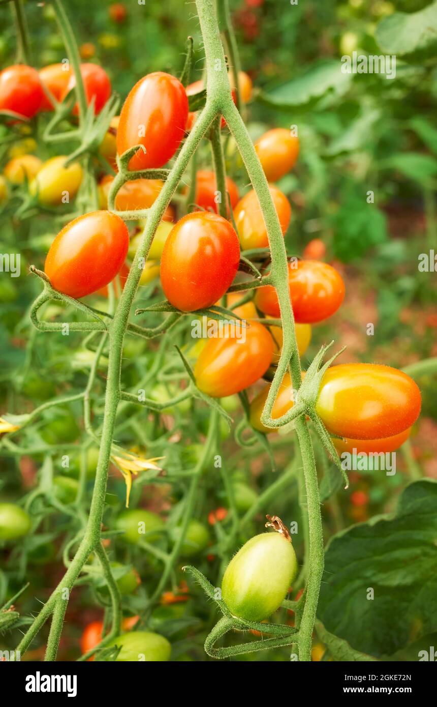 Nahaufnahme von Tomaten mit Bio-Datteln, selektiver Fokus. Stockfoto