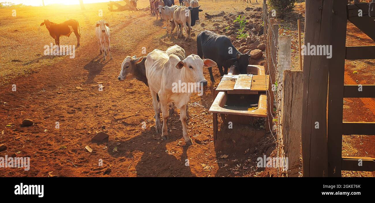 Kühe im Kuhhaus essen Heu im Sonnenuntergang. Eine Gruppe von Kühen, die auf dem Bauernhof Weiden essen. Stockfoto