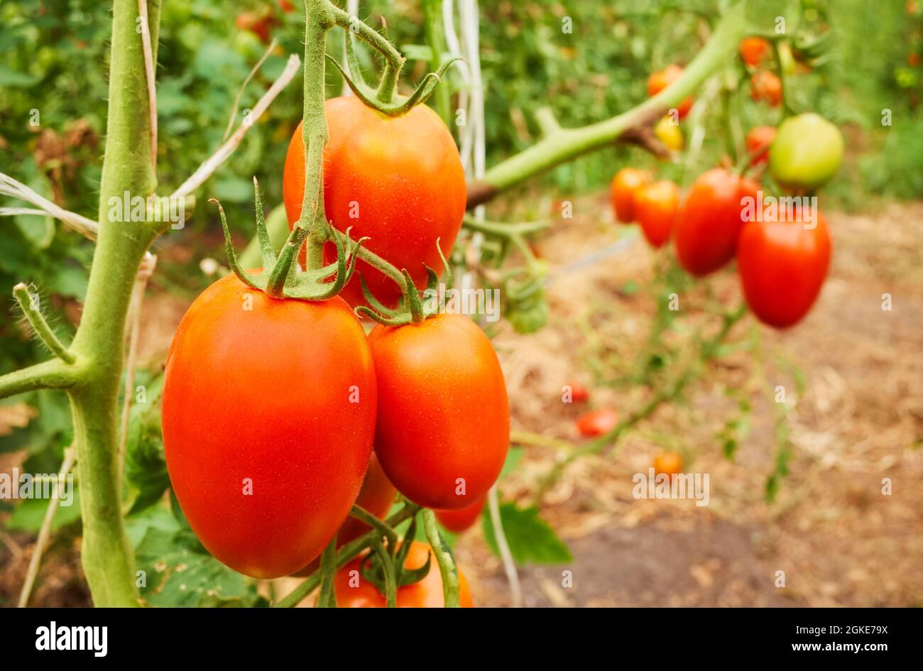 Bio-Tomatengewächshaus Plantage, selektiver Fokus. Stockfoto