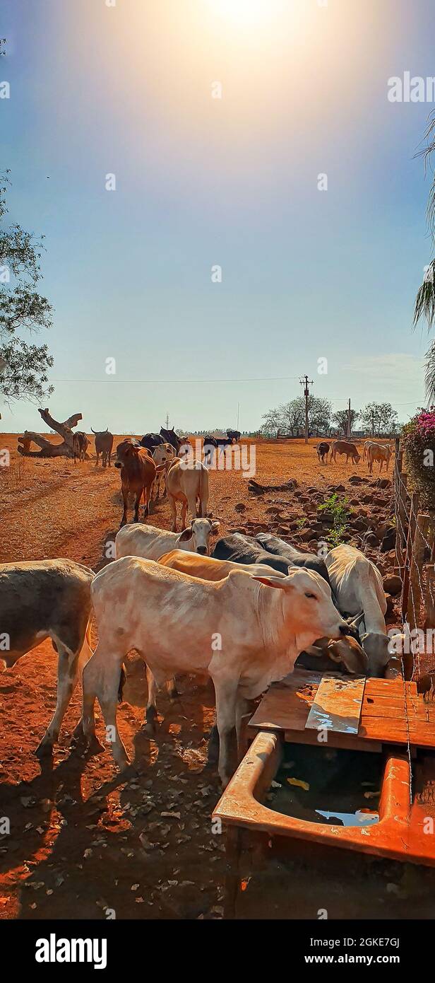 Kühe im Kuhhaus essen Heu im Sonnenuntergang. Eine Gruppe von Kühen, die auf dem Bauernhof Weiden essen. Stockfoto