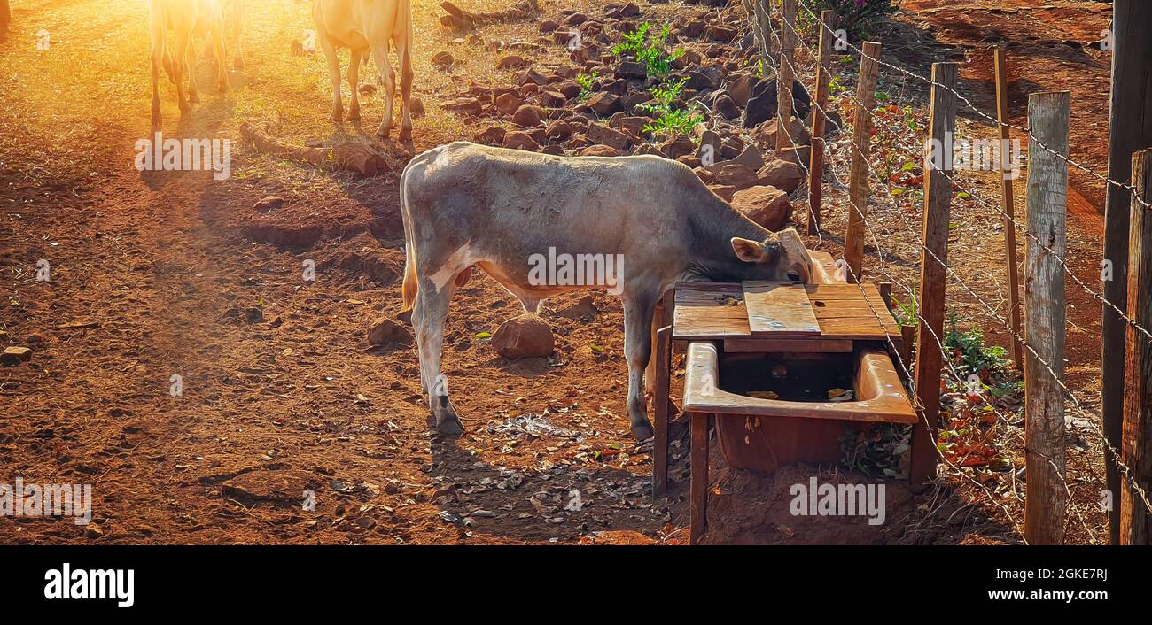 Kühe im Kuhhaus essen Heu im Sonnenuntergang. Eine Gruppe von Kühen, die auf dem Bauernhof Weiden essen. Stockfoto