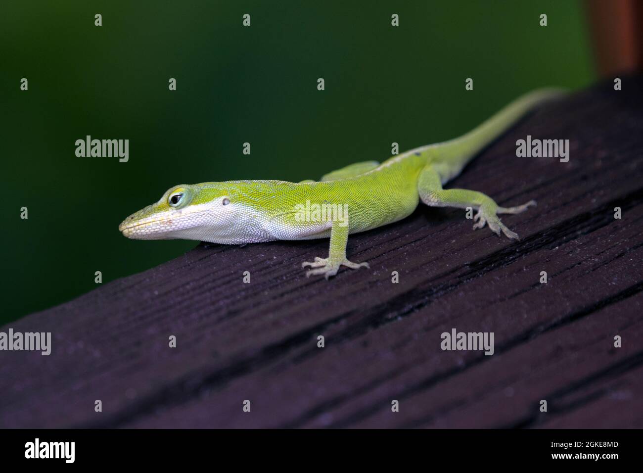 Green Carolina Anole auf Holzdiele Stockfoto