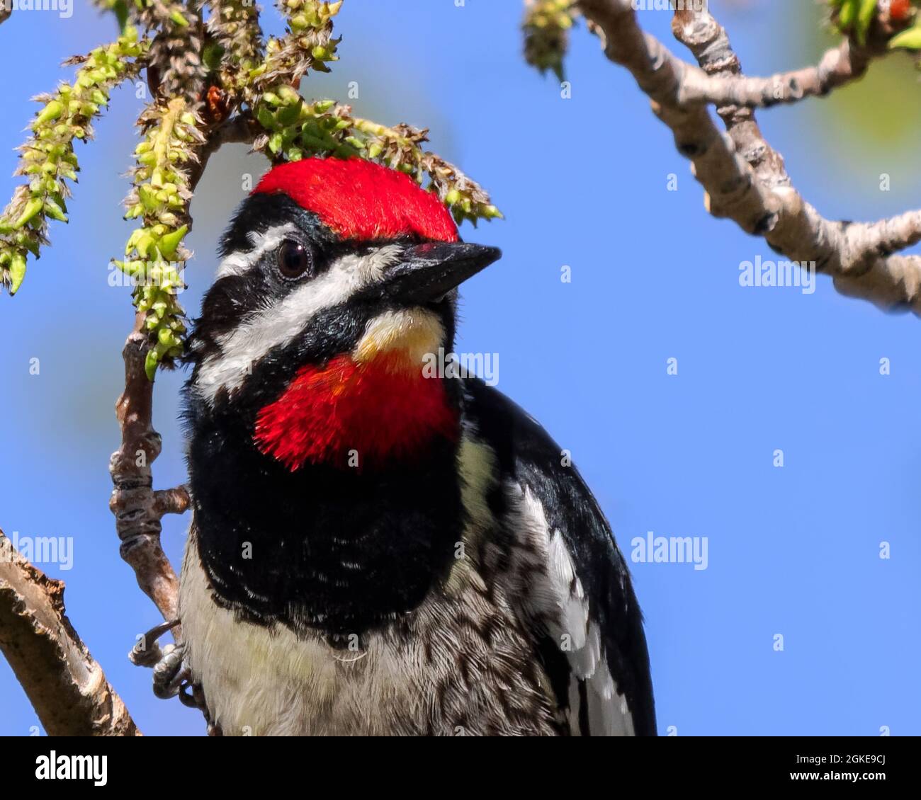 Die Farben eines rot napierten Sapsuckers stehen im Kontrast zum blauen Himmel von Wyoming. Stockfoto