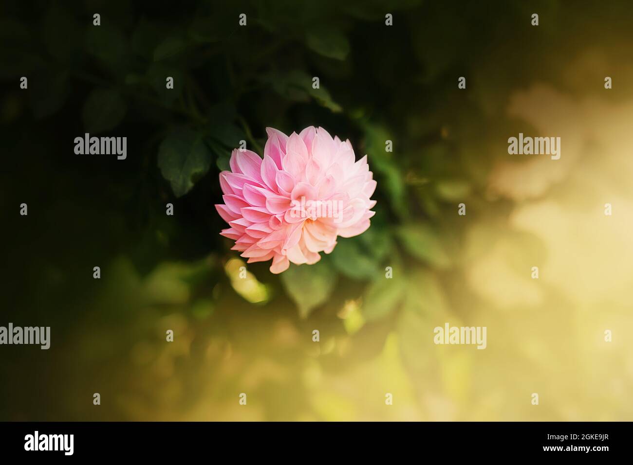 Die Blume eines schönen rosa Asters blüht zwischen dunkelgrünen Blättern, die an einem Sommertag von warmem Sonnenlicht beleuchtet werden. Natur. Stockfoto
