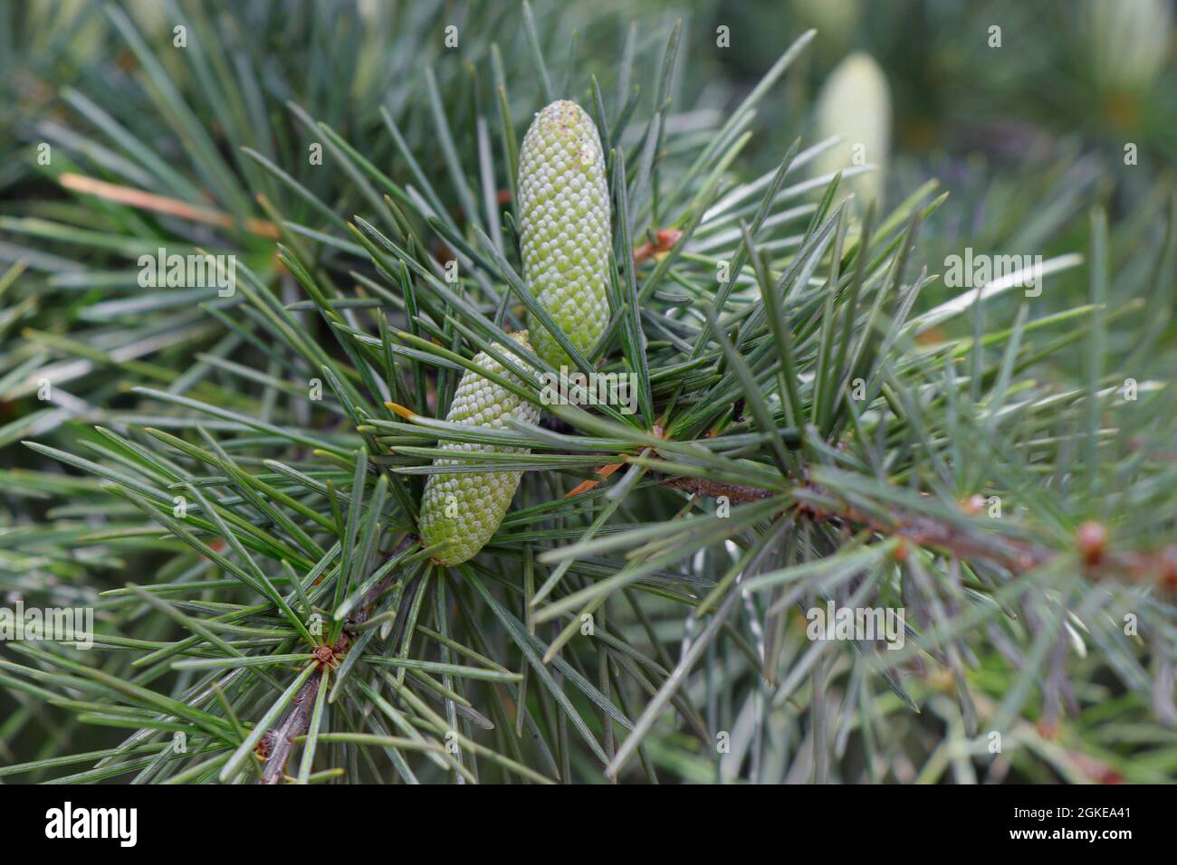 Zweige mit Zapfen von Cedrus deodara. Deodar-Zeder oder Himalaya-Zeder Stockfoto