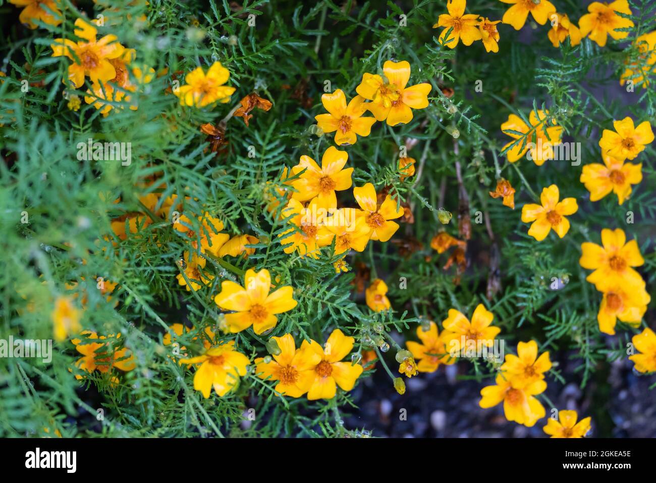 Nahaufnahme des Signet Ringelblume. Tagetes tenuifolia. Stockfoto