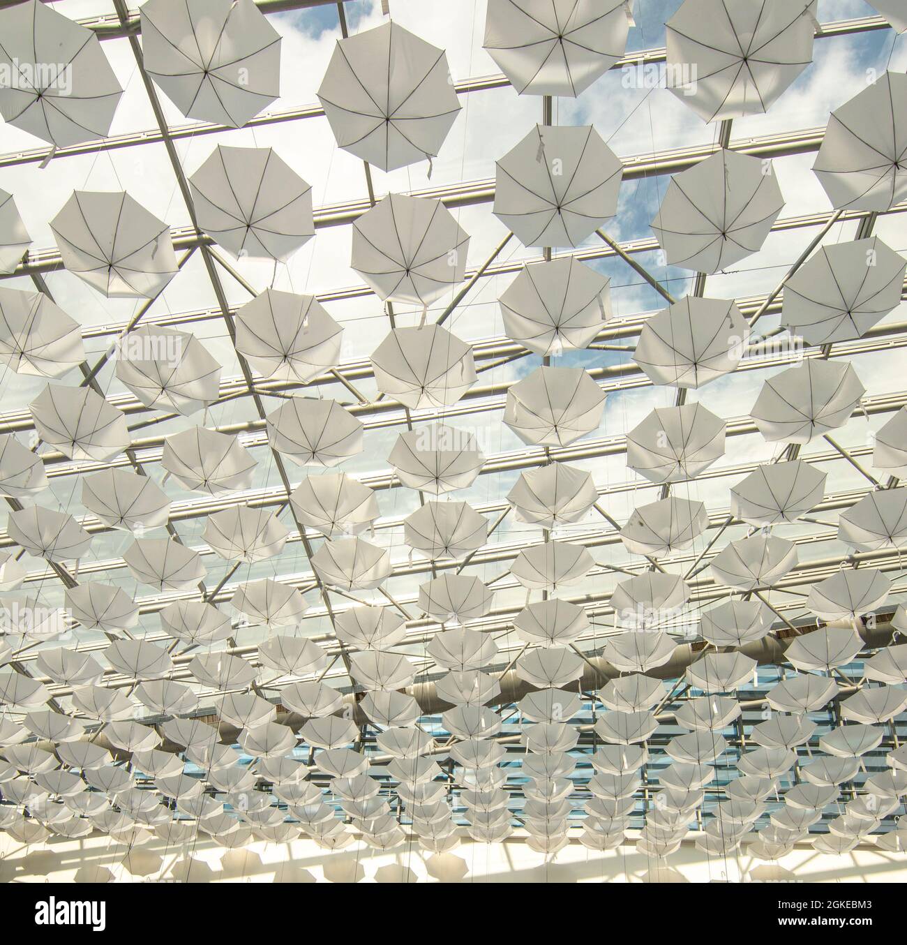 Weiße Regenschirme hängen im Einkaufszentrum von der Decke. Hintergrund. Textur. Zusammenfassung. Stockfoto