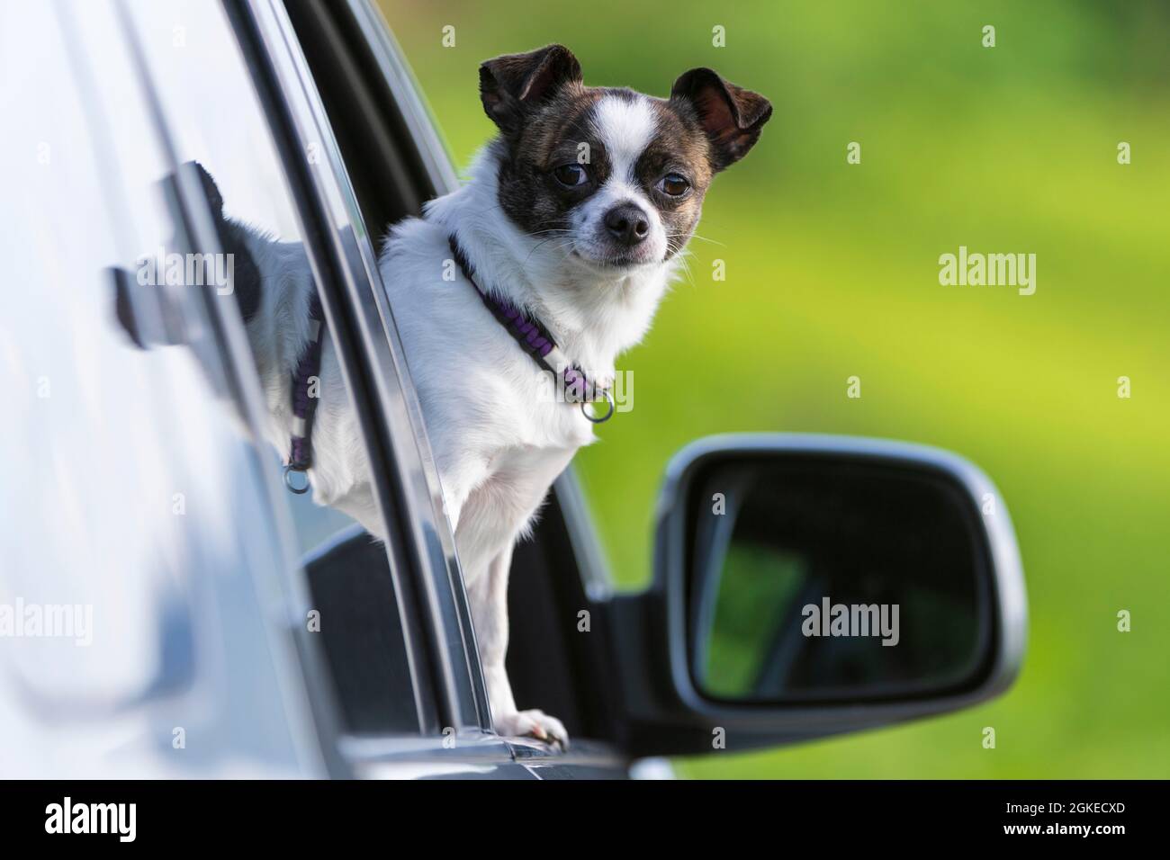 Kleiner Chihuahua Hund, der aus dem Autofenster schaut, Deutschland Stockfoto