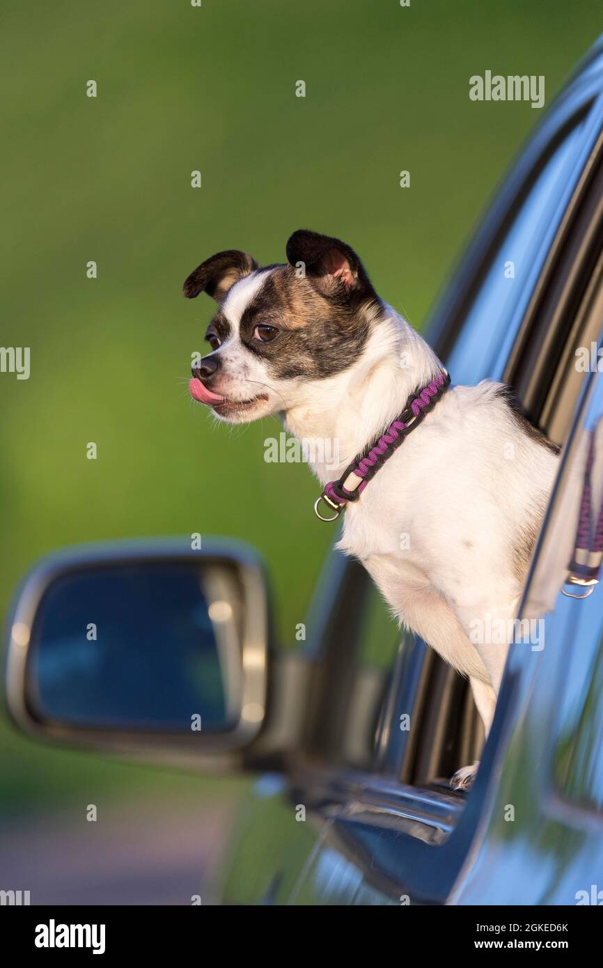 Kleiner Chihuahua Hund, der aus dem Autofenster schaut, Deutschland Stockfoto