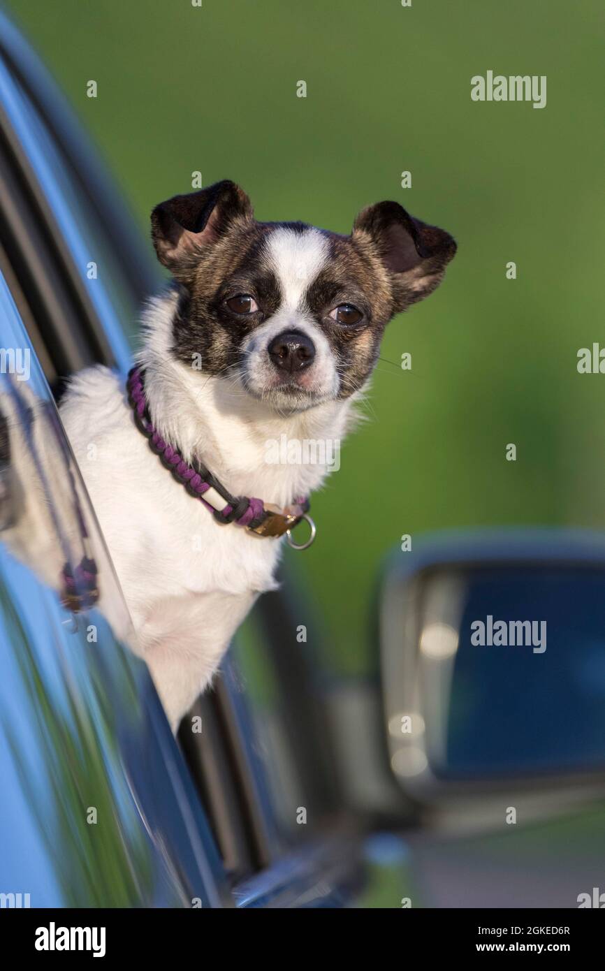 Kleiner Chihuahua Hund, der aus dem Autofenster schaut, Deutschland Stockfoto