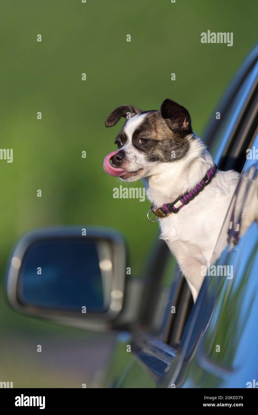 Kleiner Chihuahua Hund, der aus dem Autofenster schaut, Deutschland Stockfoto
