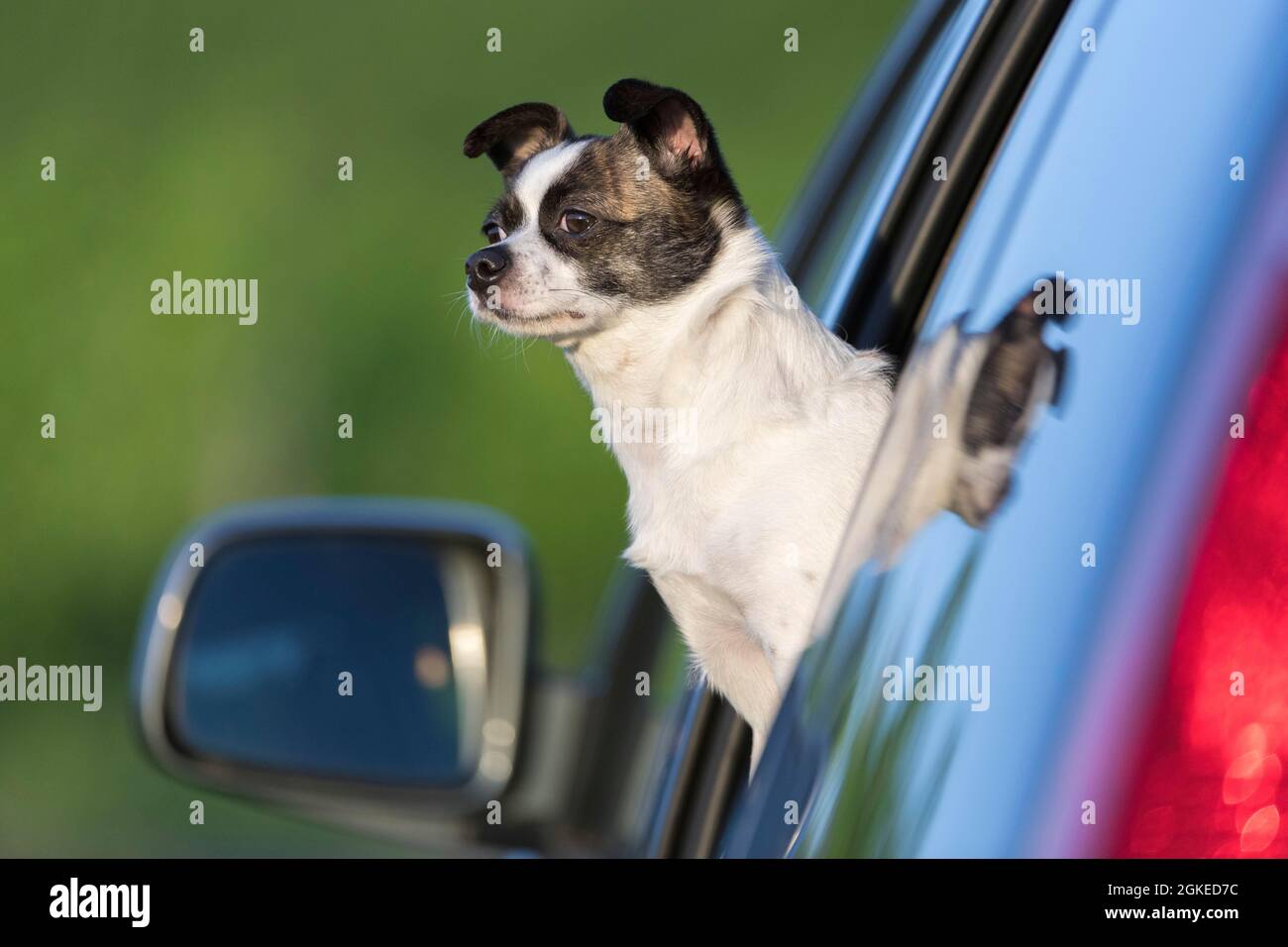 Kleiner Chihuahua Hund, der aus dem Autofenster schaut, Deutschland Stockfoto