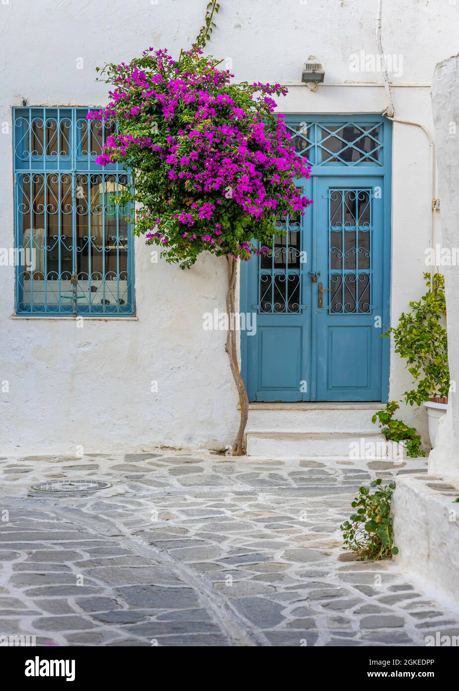 Blühende Bougainvillea, kykladisches Haus mit blauer Tür, Altstadt von Parikia, Paros, Kykladen, Griechenland Stockfoto