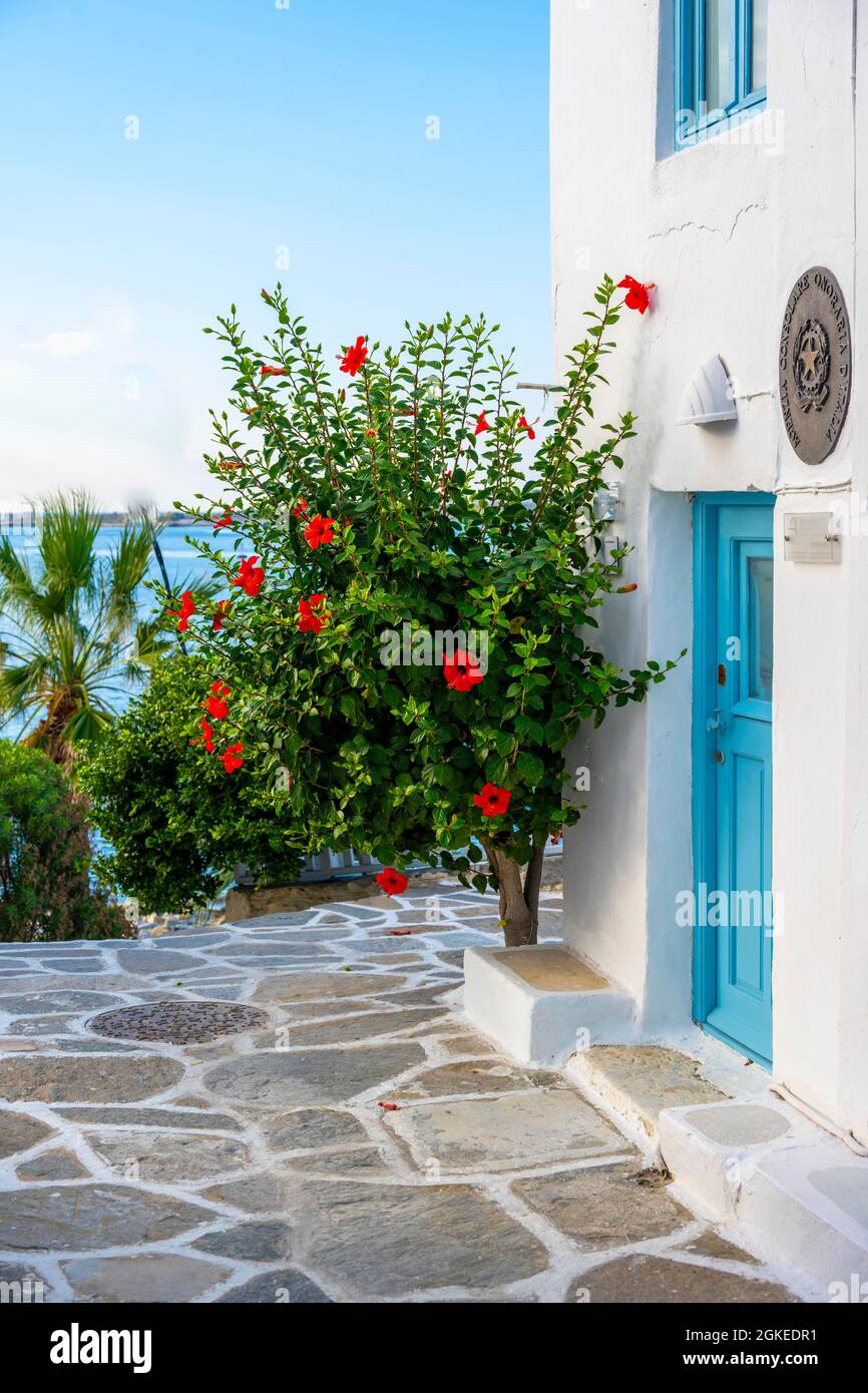 Kykladisches Haus mit blauer Tür und blühenden Blumen, Altstadt von Parikia, Paros, Kykladen, Griechenland Stockfoto