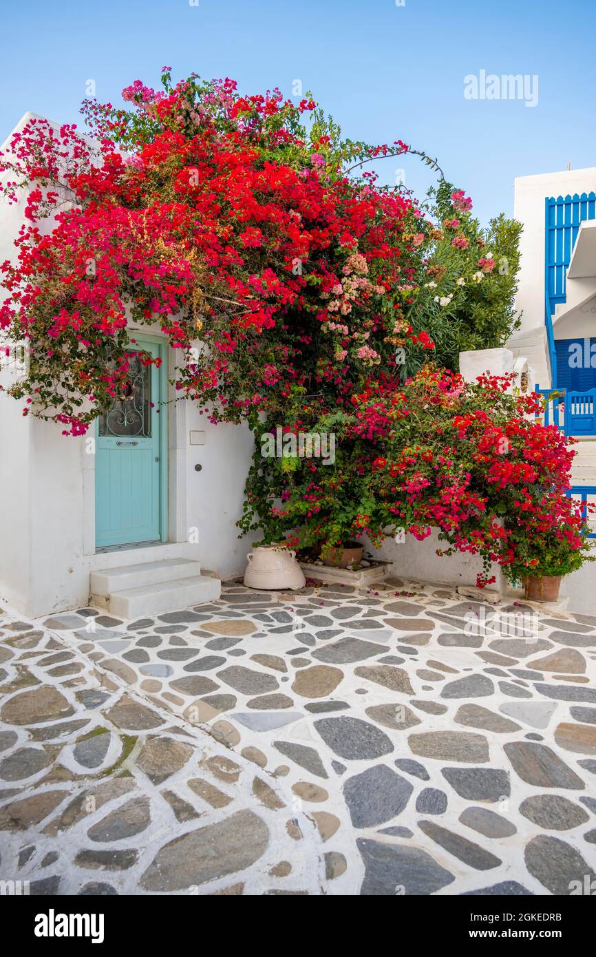 Blühende Bougainvillea, Kykladenhaus, Altstadt von Parikia, Paros, Kykladen, Griechenland Stockfoto