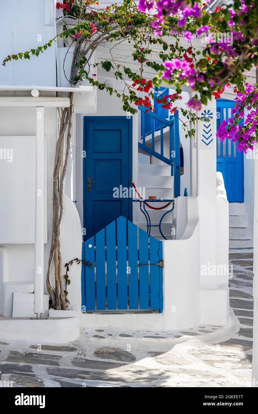 Weiße kykladische Häuser mit blauen Fensterläden, blühende Bougainvillea, Altstadt Chora, Mykonos-Stadt, Mykonos-Stadt, Kykladen, Griechenland Stockfoto