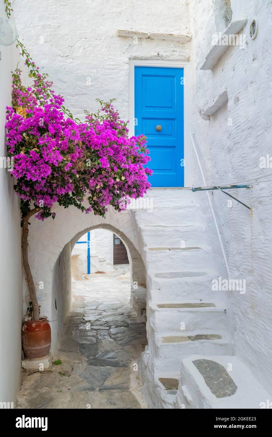 Weiße kykladische Häuser mit blauen Fensterläden und Blumen, Altstadt Chora, Mykonos-Stadt, Mykonos, Kykladen, Griechenland Stockfoto