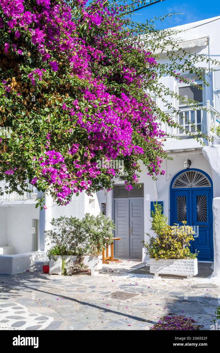 Weiße kykladische Häuser mit blauen Fensterläden, blühende Bougainvillea, Altstadt Chora, Mykonos-Stadt, Mykonos-Stadt, Kykladen, Griechenland Stockfoto