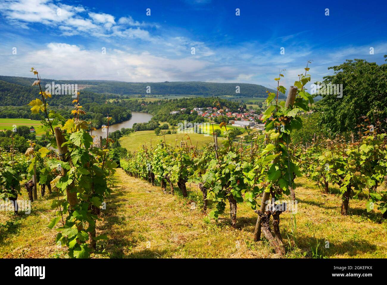 Neckartal, Blick vom Michelsberg, Gundelsheim, Baden-Württemberg, Deutschland, Europa . Stockfoto