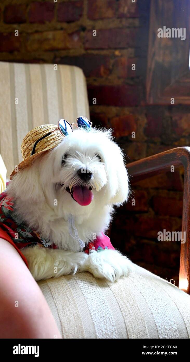 Ein maltesischer Hund mit Hut und Brille Stockfoto