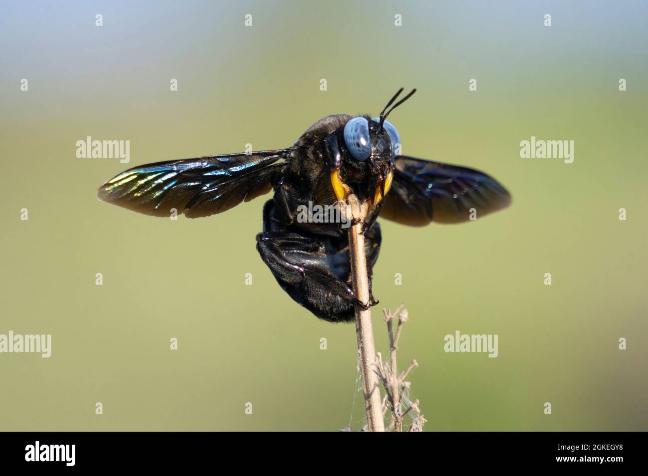 Zimmermannsbiene auf Blume, Xylocopa violacea Vorderansicht, Satara, Maharashtra Indien Stockfoto