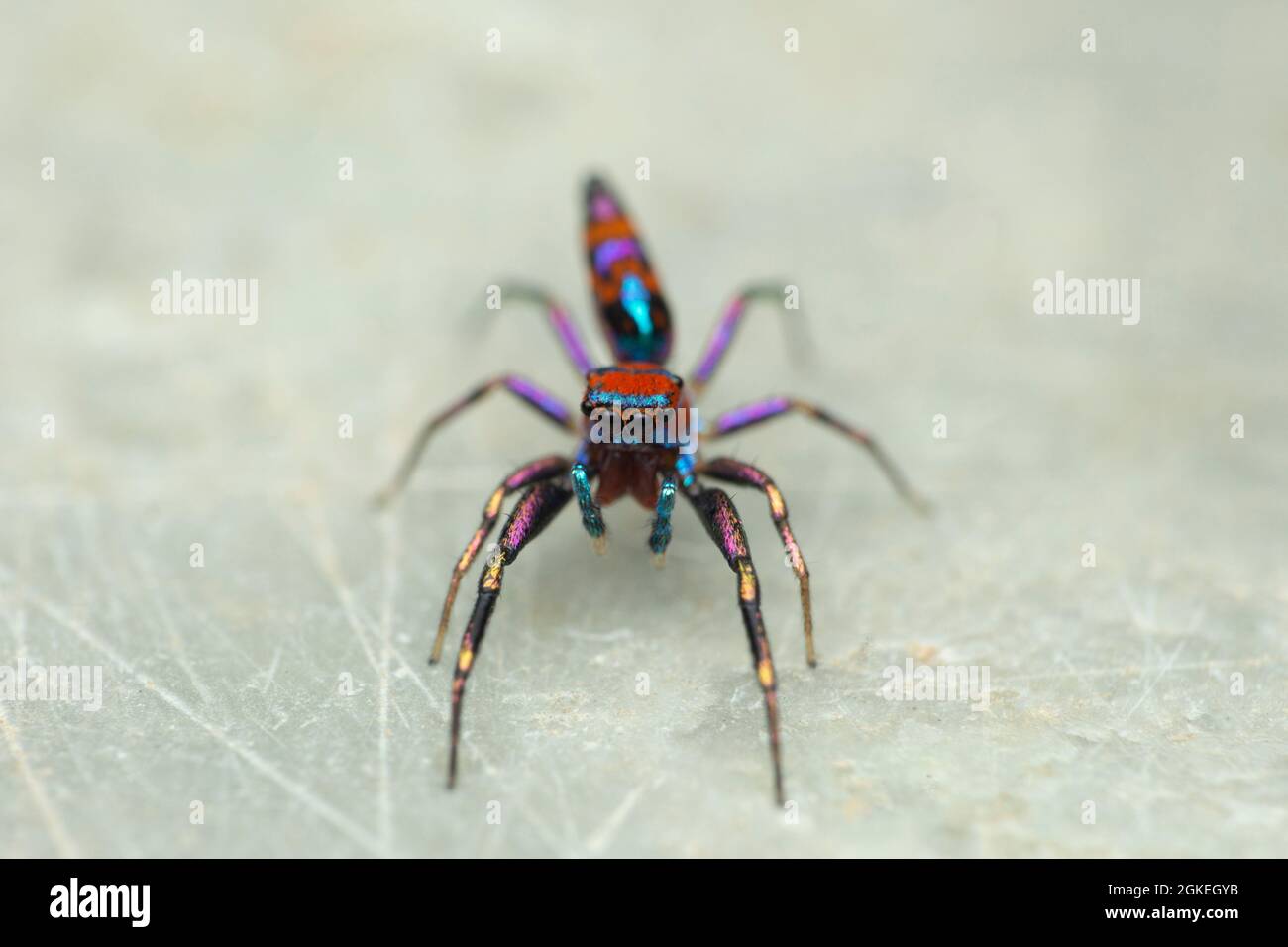 Augen der bunten Spinne, Chrysilla volupe, satara naharashtra india.ARW Stockfoto