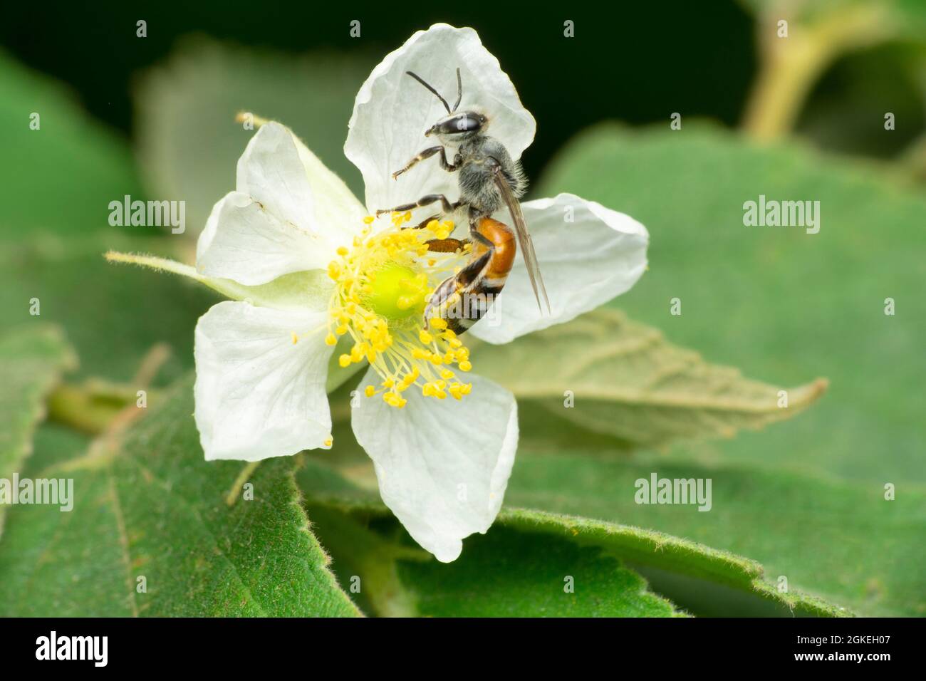 Westliche Honigbiene, APIs mellifera, Satara, Maharashtra Indien Stockfoto