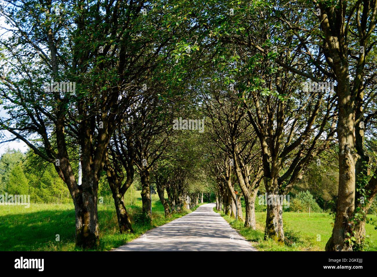Avenue in der Nähe von Stanczyki, Warminsko-Masuren, Warminsko-Mazurskie, Polen Stockfoto