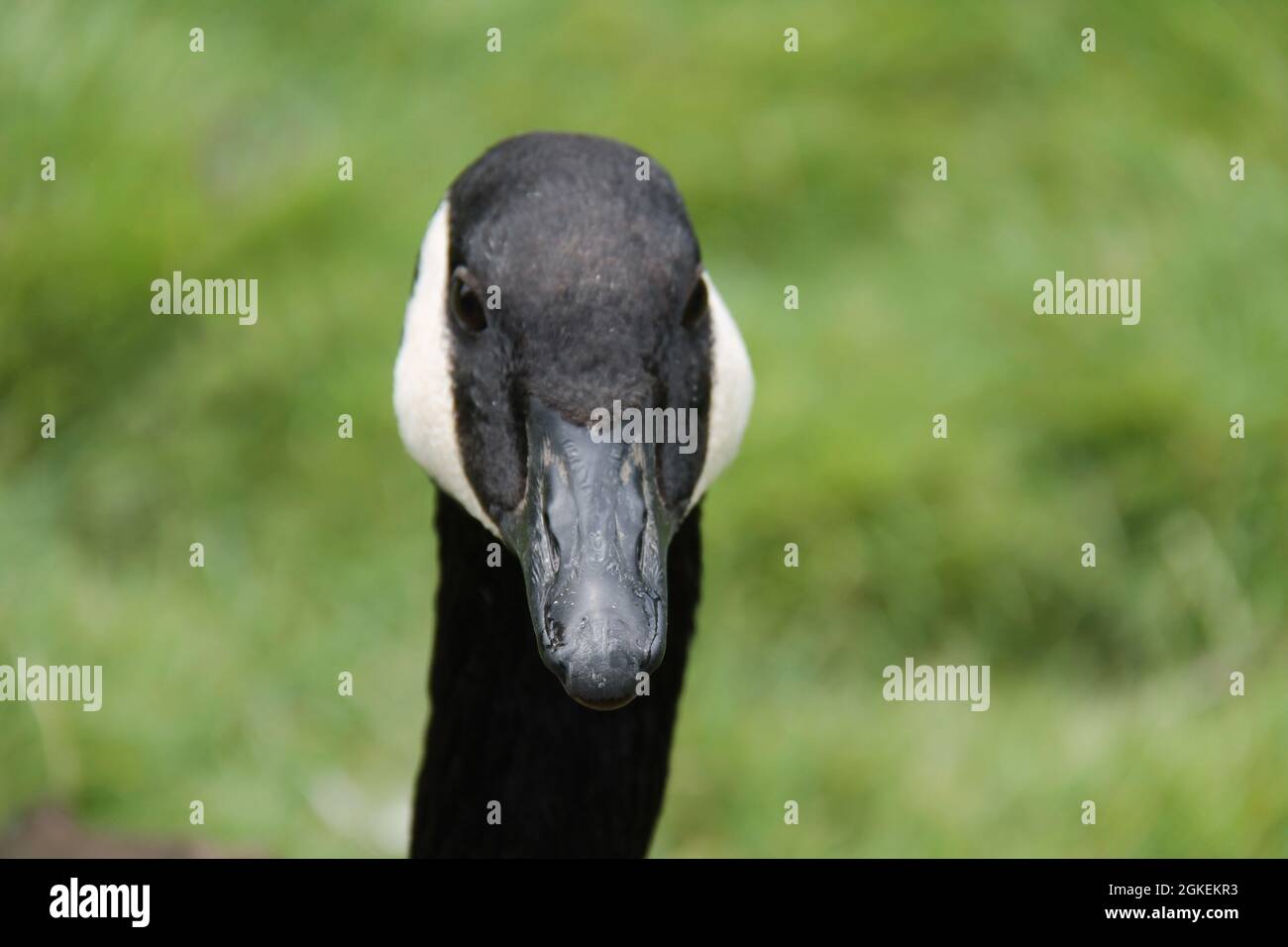 Das starrende Gesicht und die Augen eines Canada Goose Bird. Stockfoto
