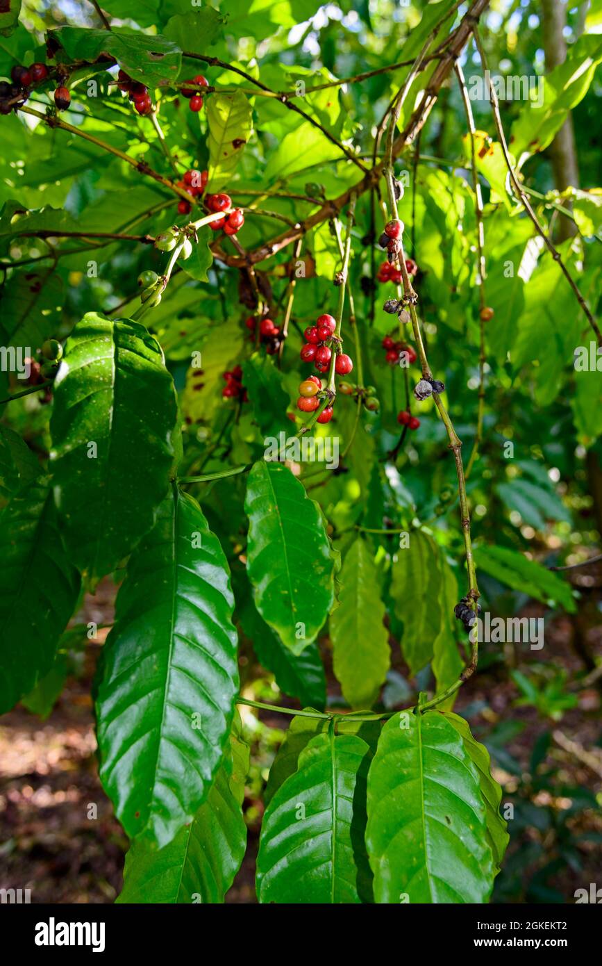 Kaffee, Cordillera Oriental, Karibik, Amerika, Dominikanische Republik Stockfoto