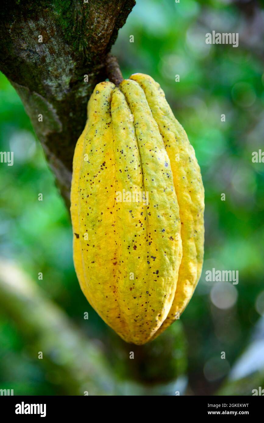 Kakao, Kakaobaum (Theobroma cacao), Cordillera Oriental, Dominikanische Republik Stockfoto