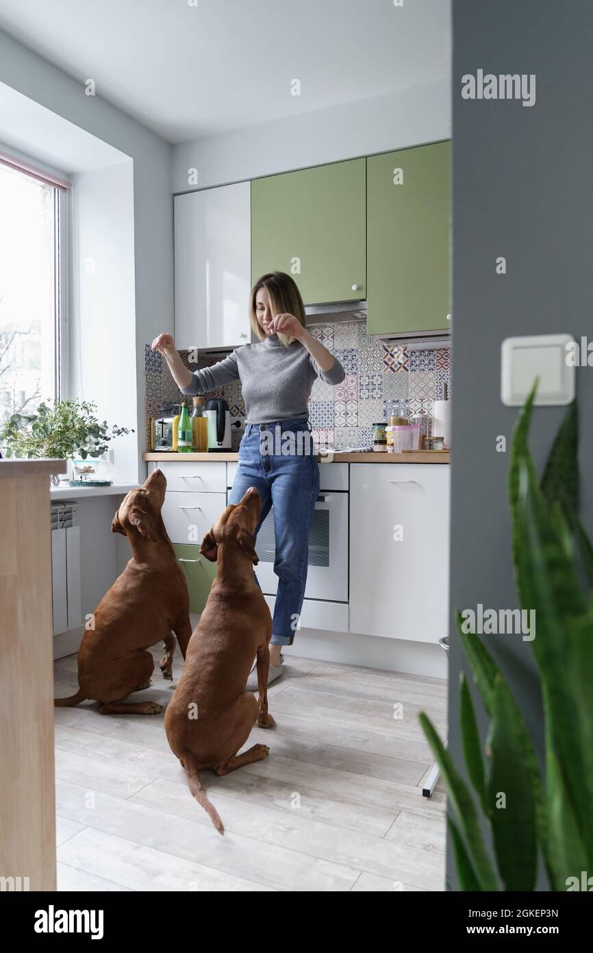 Frau Hund Haustiere Besitzer entspannen nach der Arbeit von zu Hause Ausbildung und spielen mit zwei Wirehaired Vizsla Stockfoto