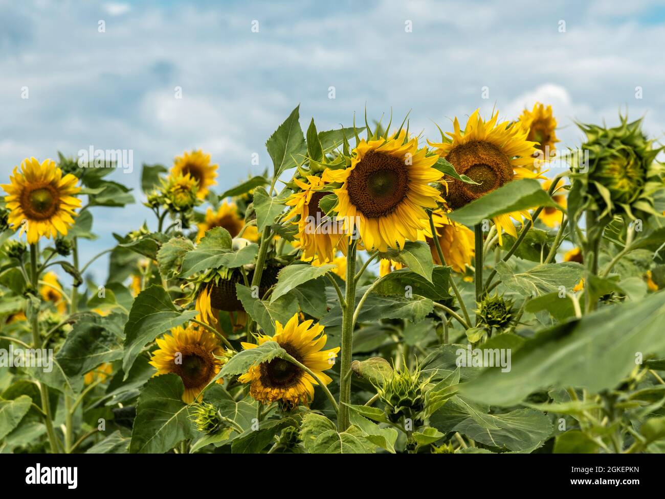 Sonnenblumen wachsen im Sommer auf dem Feld Stockfoto